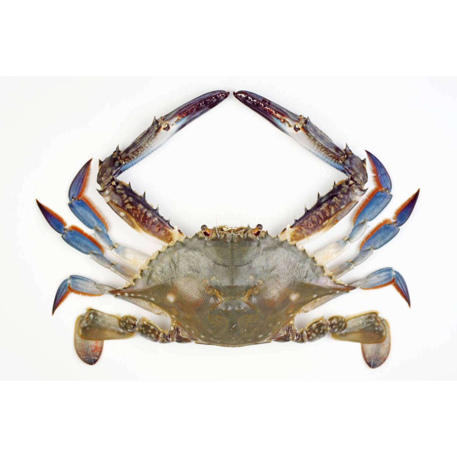 Blue Crab - Whole, Cleaned